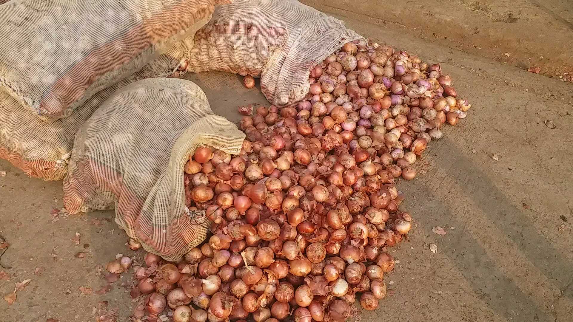 onion farming in sagar