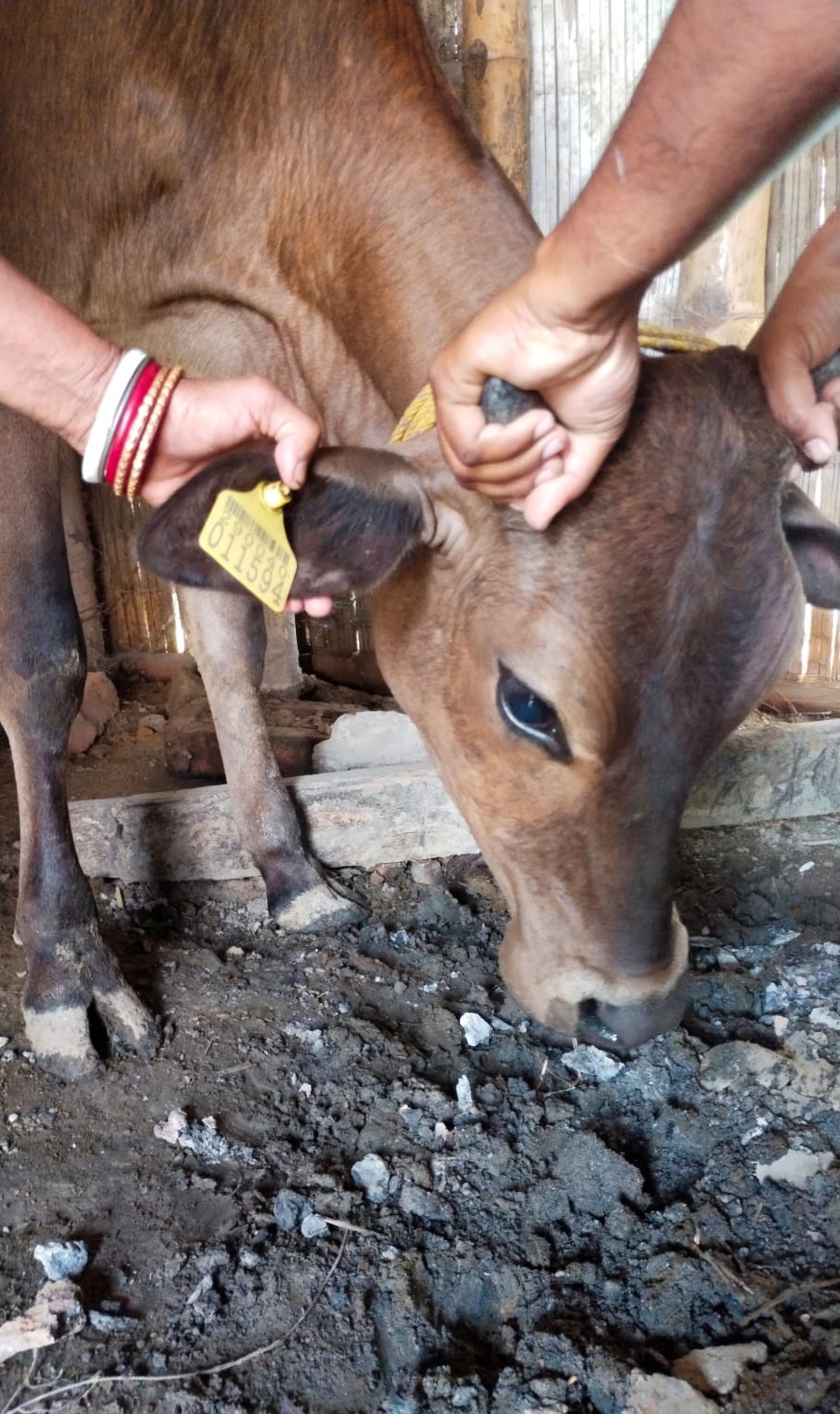 ಹಸುವಿನ ಕಿವಿಗೆ ಆಧಾರ್​ ಸಂಖ್ಯೆ ಇರುವ ಟ್ಯಾಗ್​