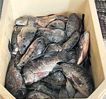 died fish are being sold in aqua hub at pulivendula in kadapa