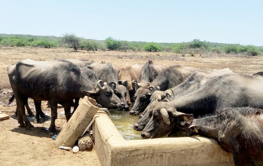 પશુપક્ષીઓને મળશે ચોખ્ખું પાણી