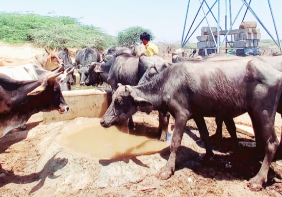 અવાડો બનશે આશીર્વાદરૂપ