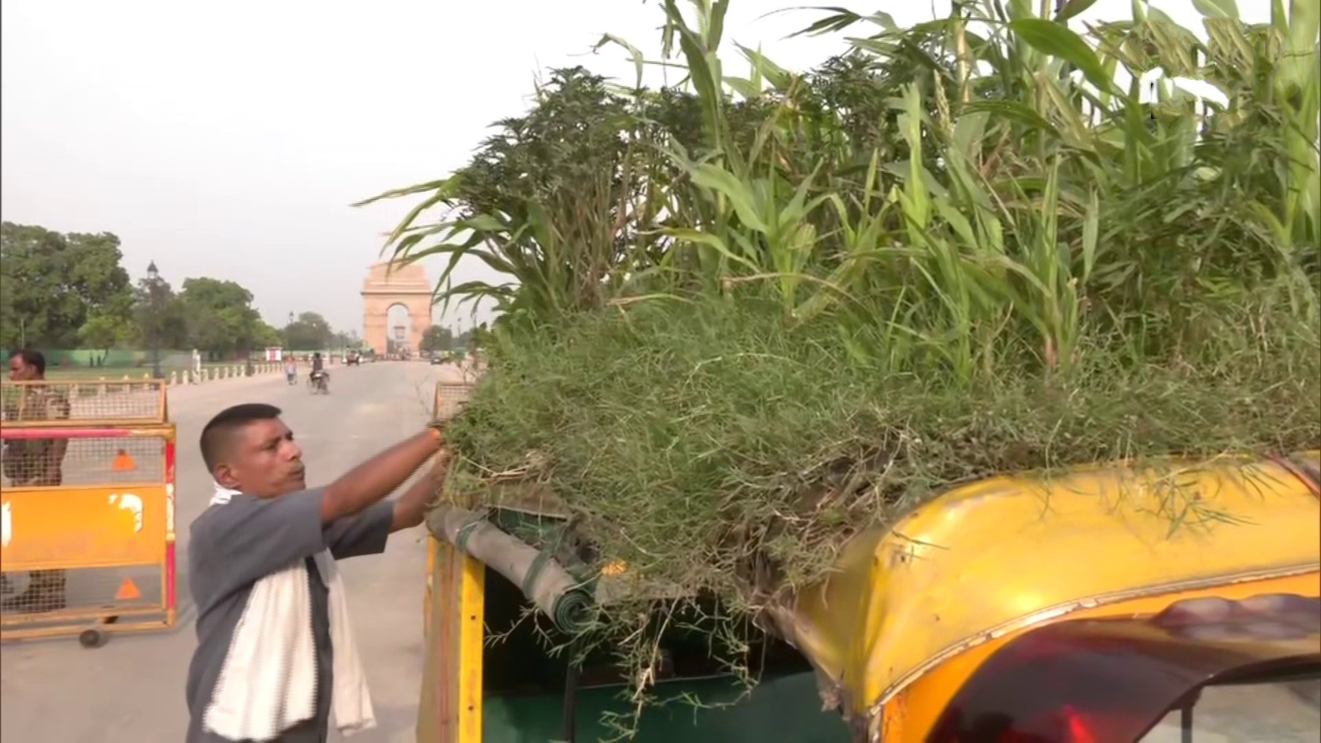 auto roof top garden