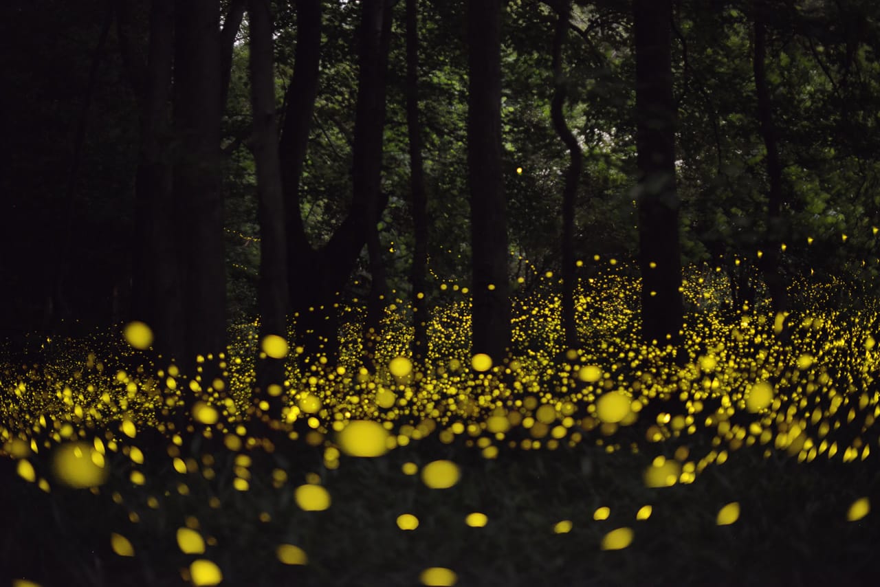 Glowing fireflies in the woods