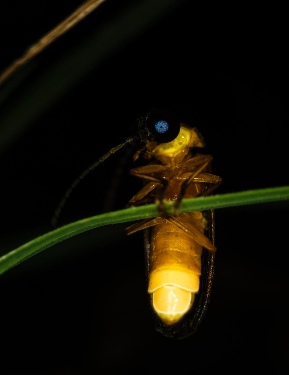 Close shot of a firefly glimmering