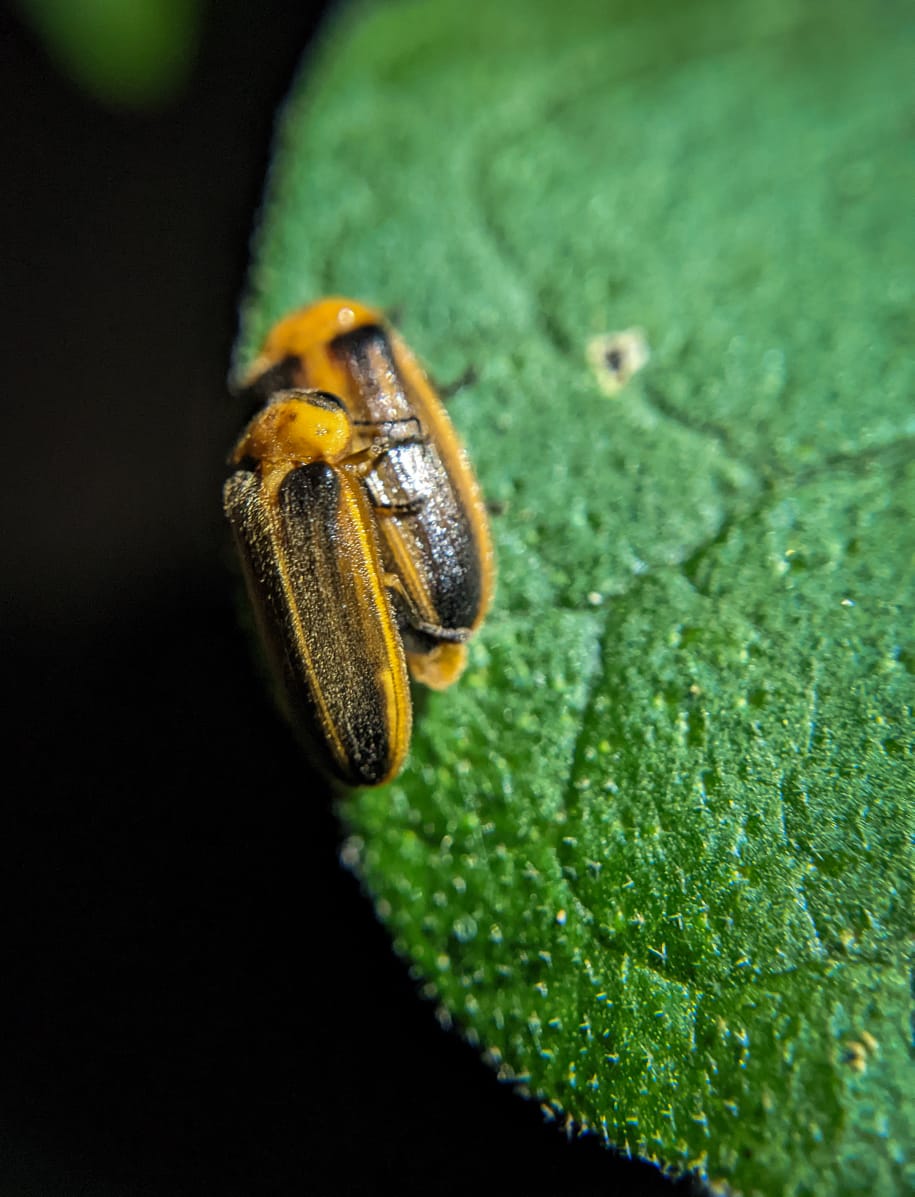 A rare firefly mating dance