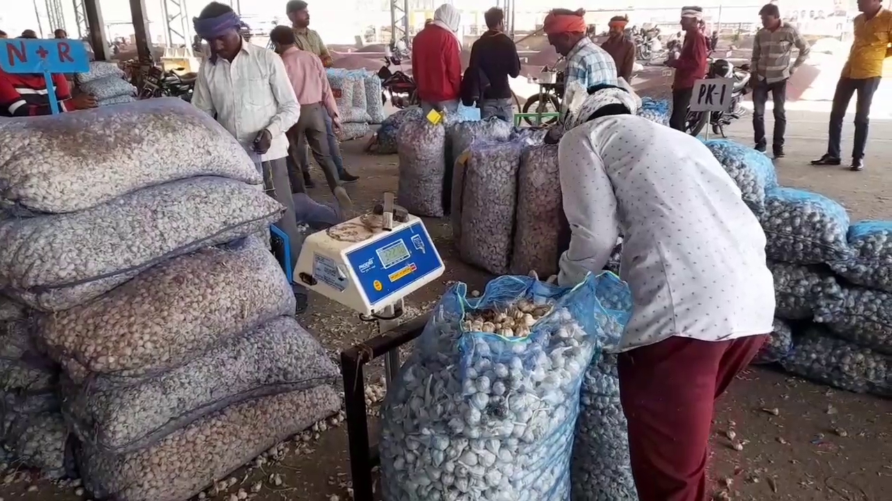 Farmers upset due to falling garlic prices
