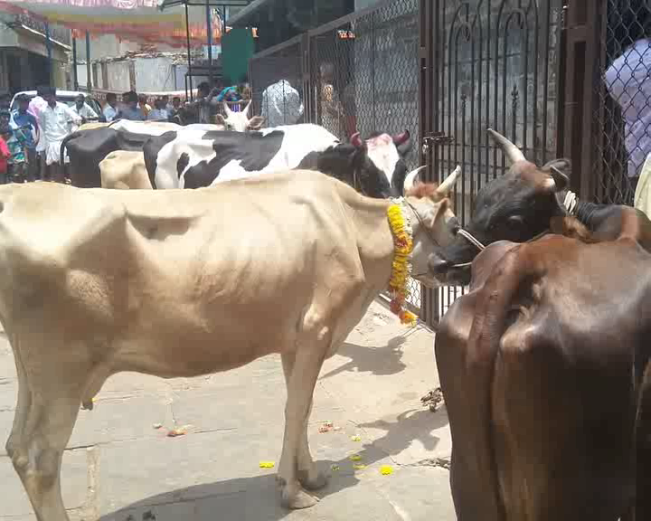 haveri-priest-celebrates-birthday-by-donating-cows-to-25-families