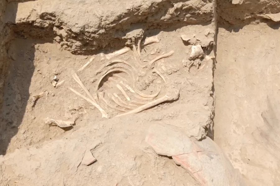 7000 વર્ષ જૂની સંસ્કૃતિ: ભારતીય પુરાતત્વ વિભાગને હડપ્પન ટાઉન પ્લાનિંગની જગ્યા મળી