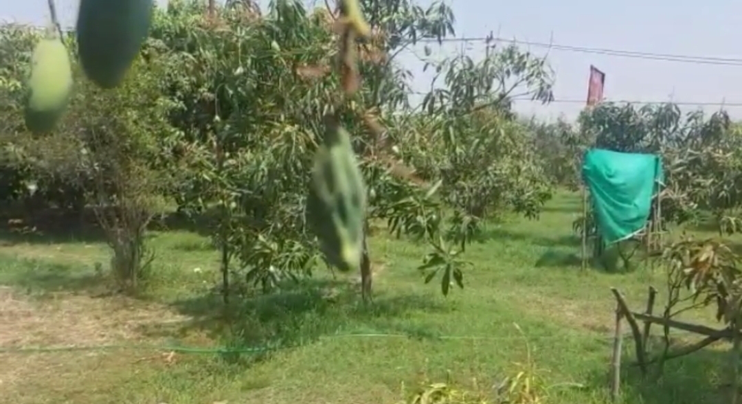 Damage mango crop due to high temperature