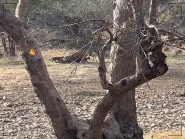 Tigress T 39 Noor in Ranthambore