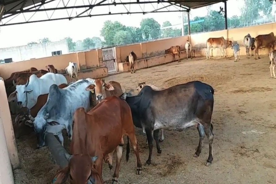 fodder crisis in haryana