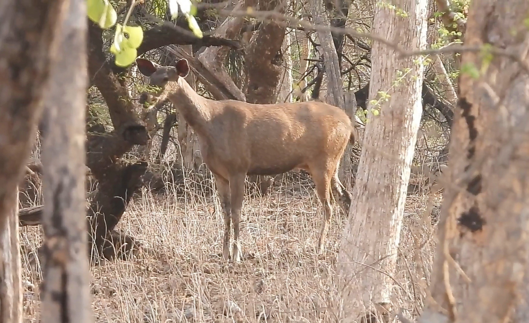 તૃણાહારી પ્રાણીઓની ગણતરી કરવી ખૂબ સરળ