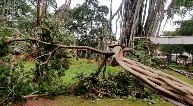 historic-bengaluru-big-banyan-tree-parts-fell-down-due-to-rain