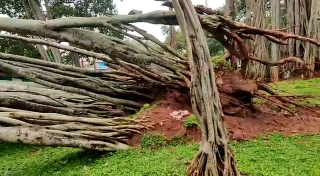 historic-bengaluru-big-banyan-tree-parts-fell-down-due-to-rain