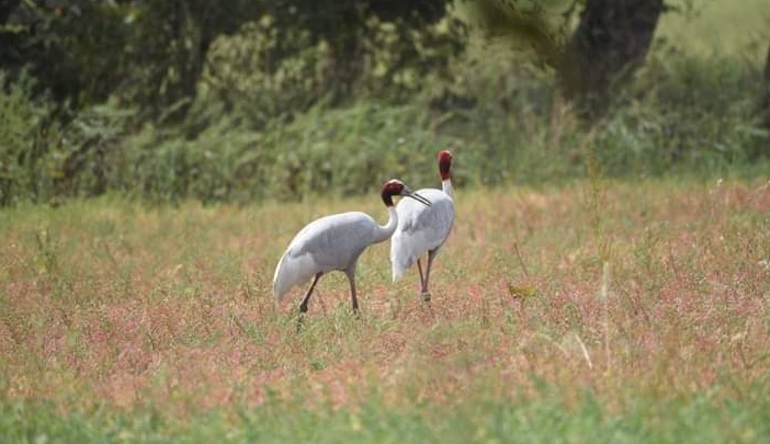 stork couple liked ken river bank