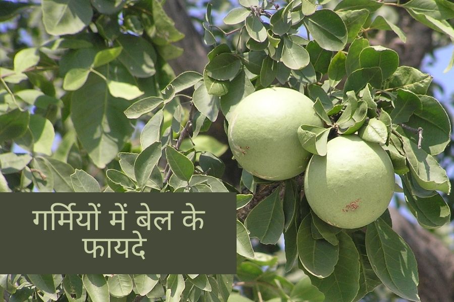 how is bael good for health, what are the beenfitsof bael, how is bael good for health, healthy eating tips