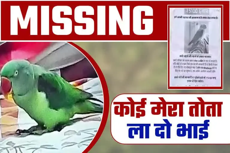 Parrot Missing