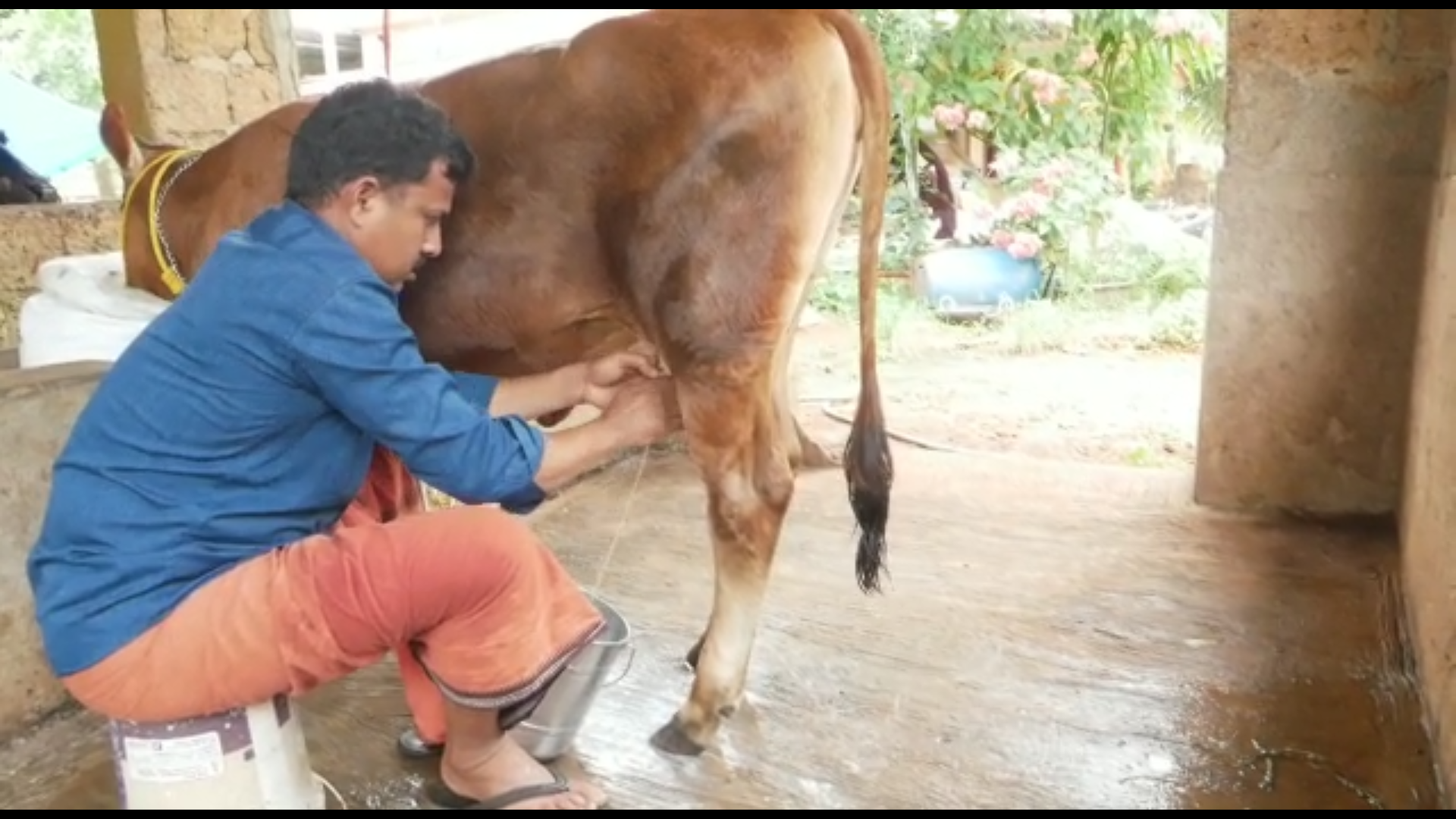 when calf start giving milk