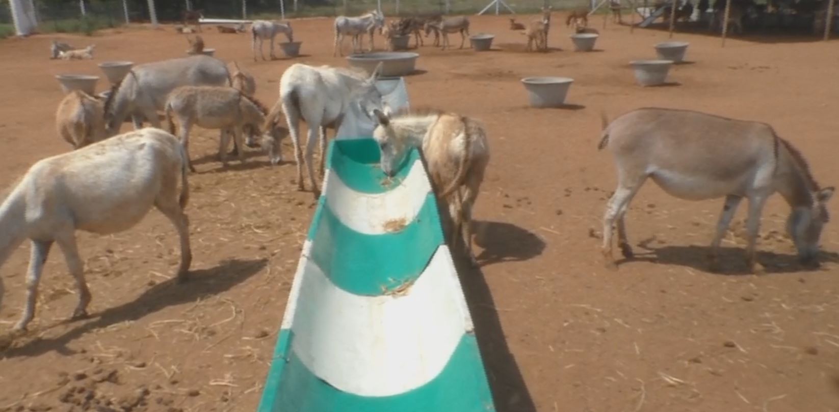 donkey milk business in india