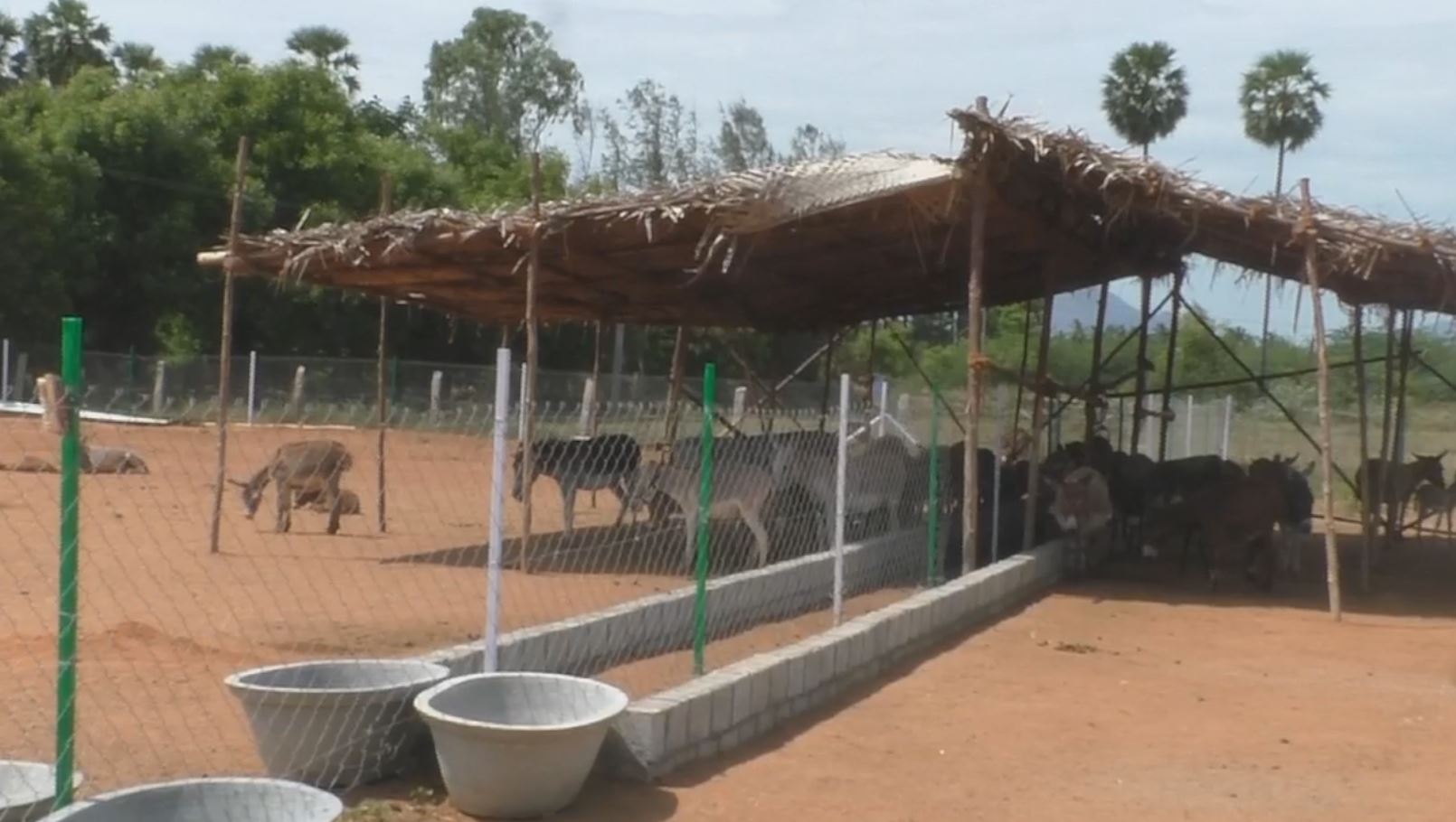 donkey milk business in india