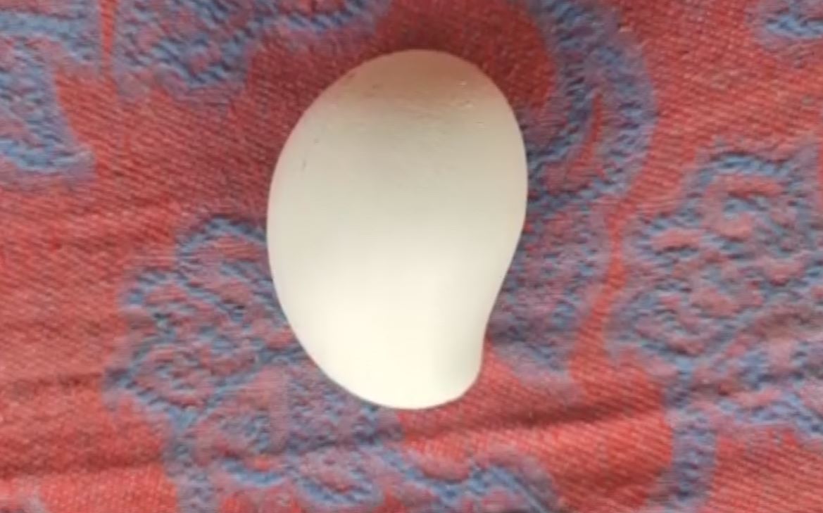 Mango Shaped Egg