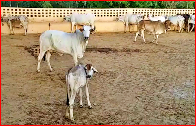 Sitaram Singhal of Hisar helping destitute cows