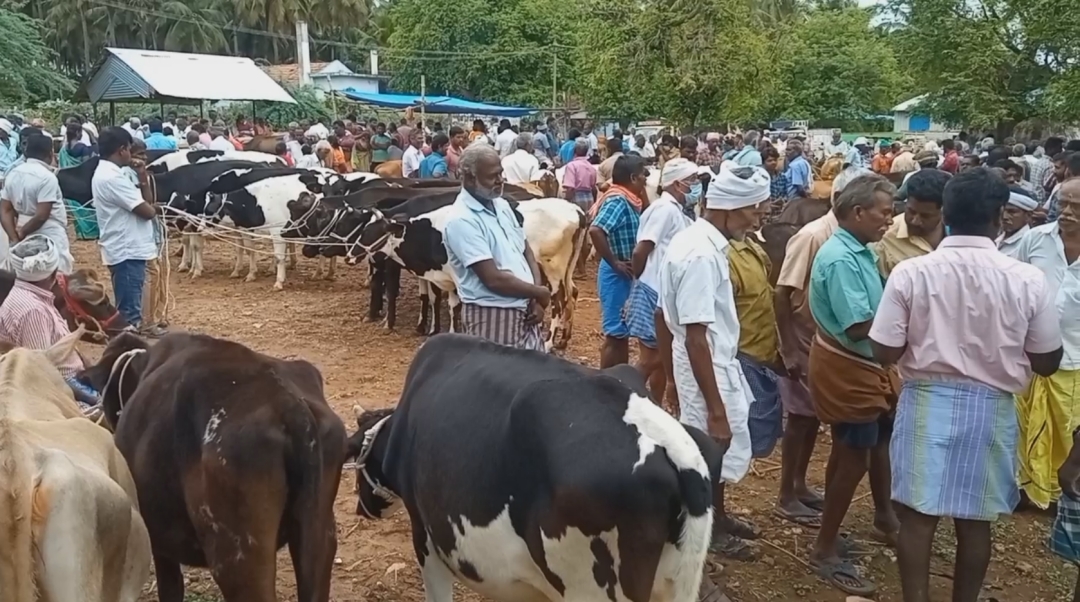 புஞ்சை புளியம்பட்டி வார சந்தையில் ரூ.2 கோடிக்கு கால்நடைகள் விற்பனை!