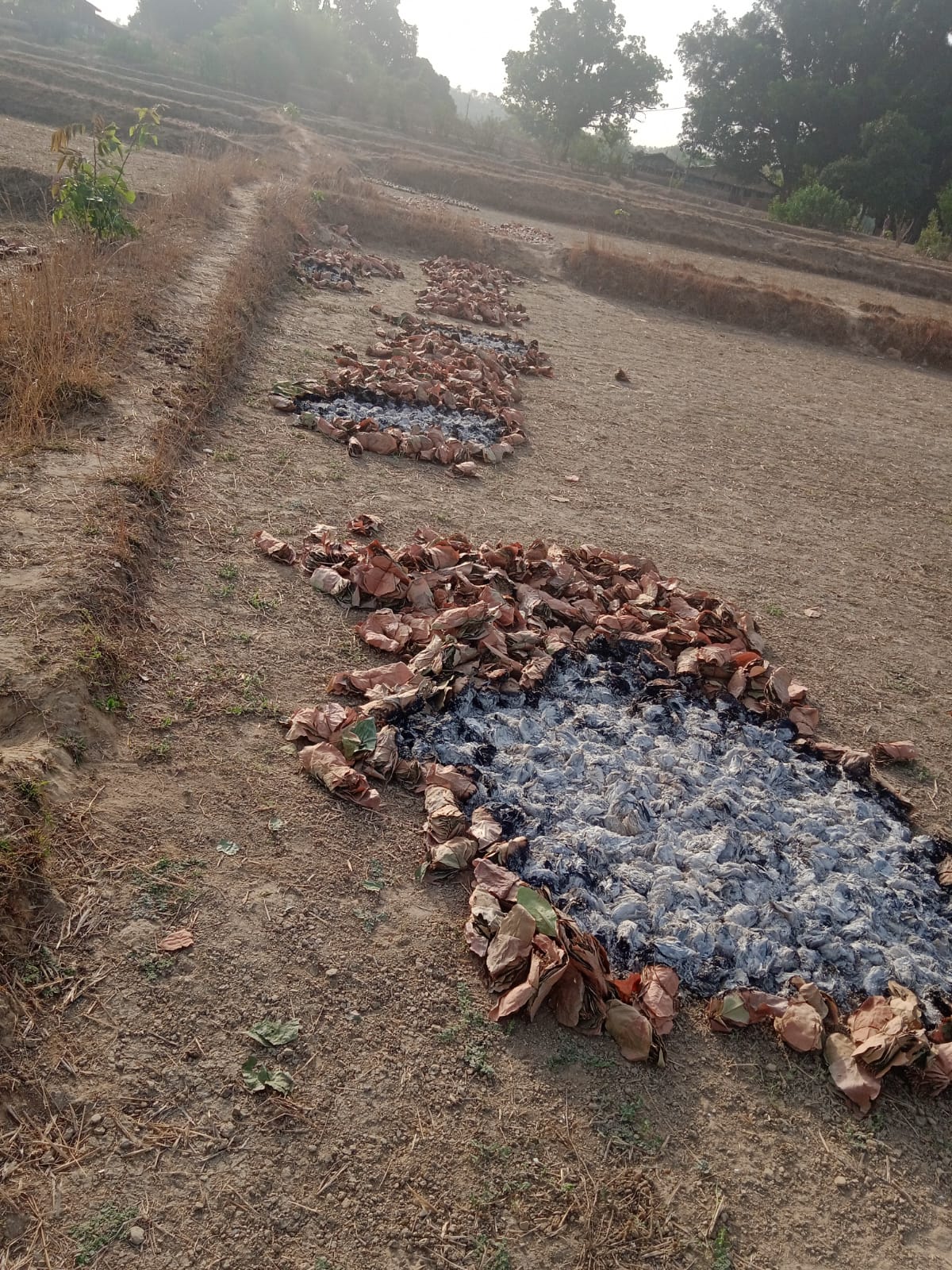 Naxalites set fire to tendupatta