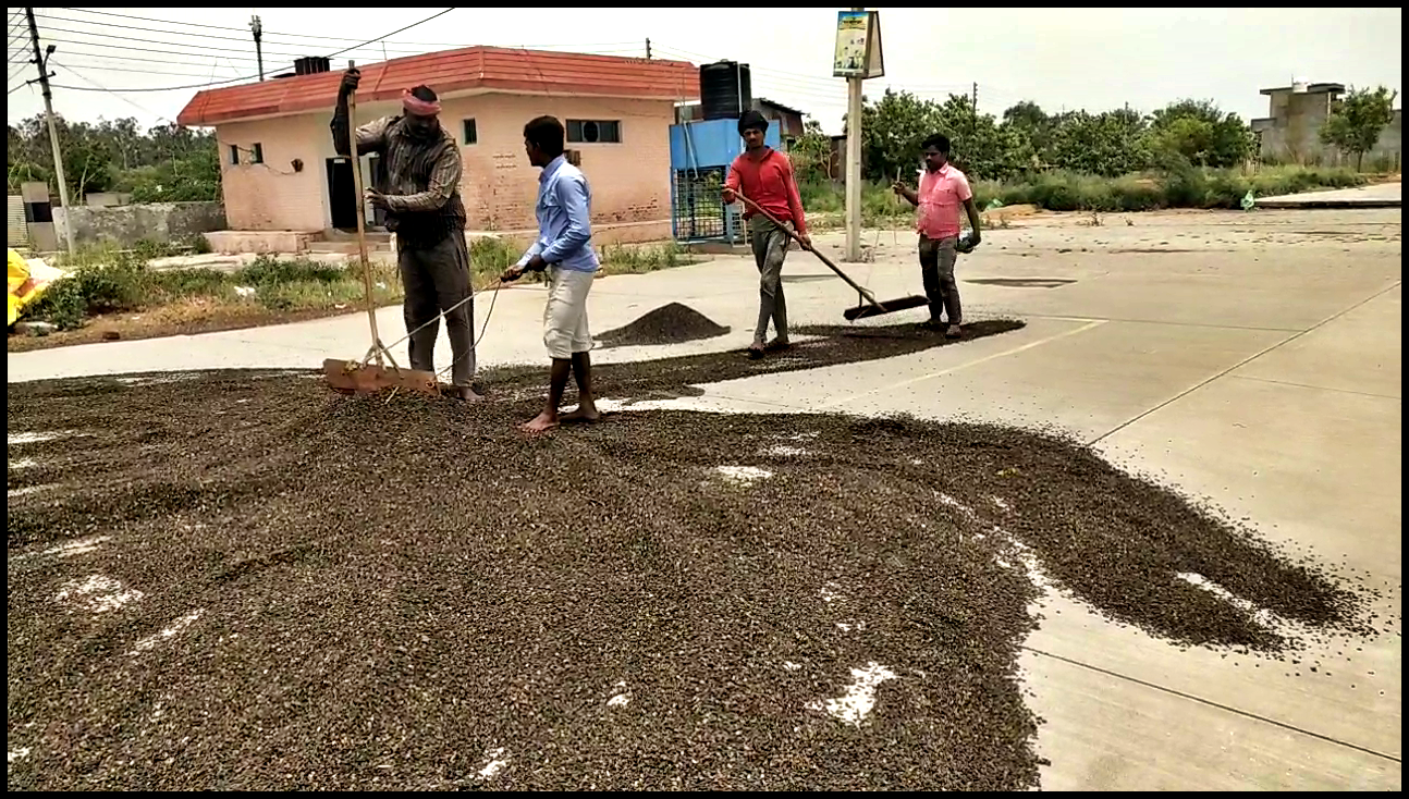 SUNFLOWER CROP WASTED IN AMBALA