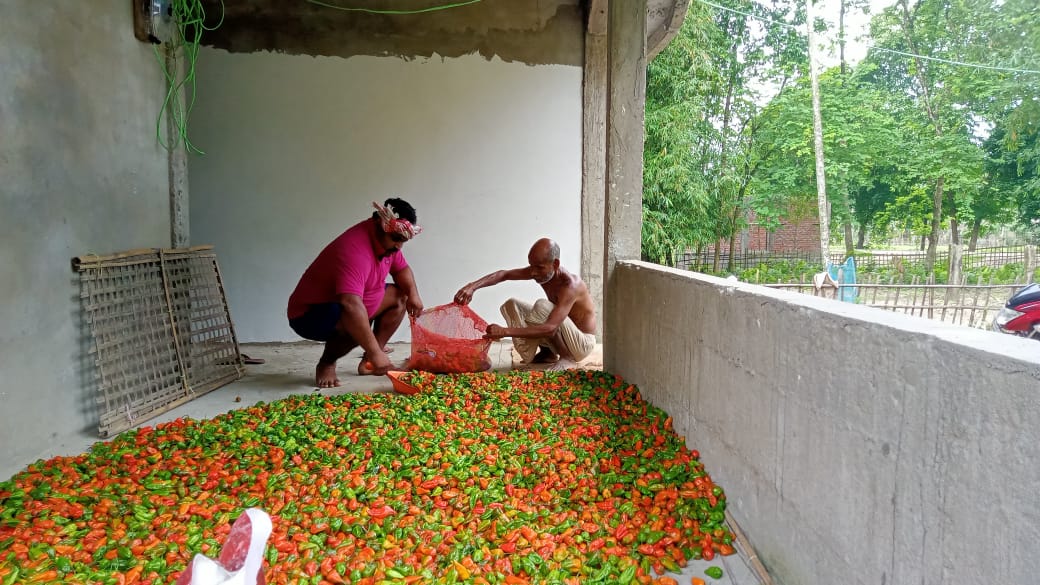 Bhut jolokia cultivation