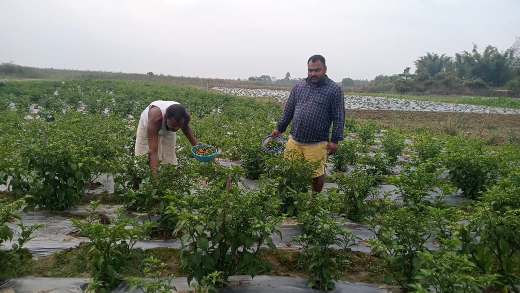 Bhut jolokia cultivation