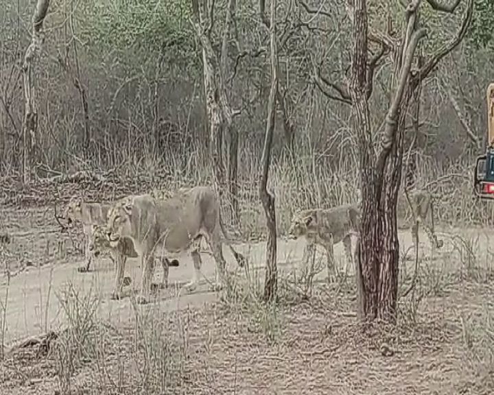 ગીરના સિંહો