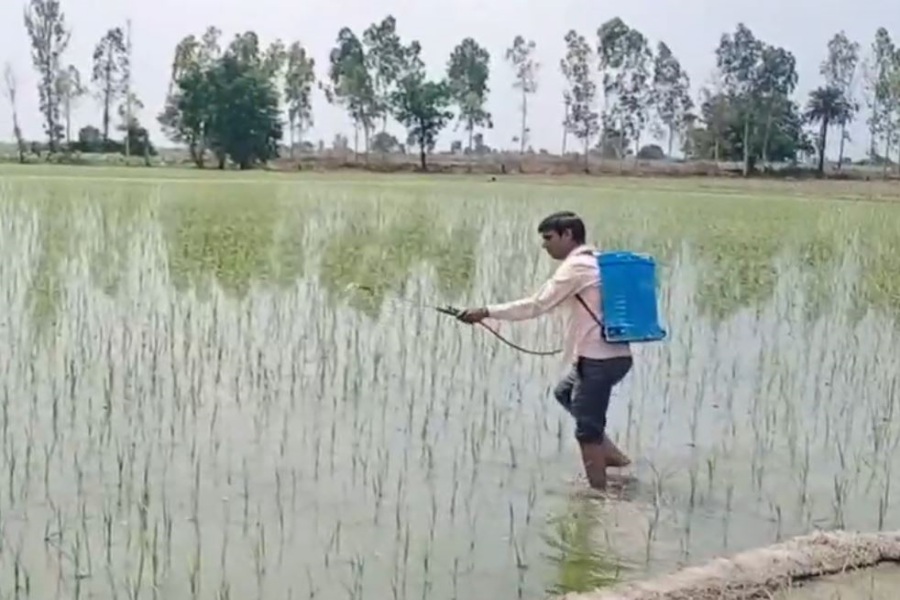 Action on planting paddy in Haryana