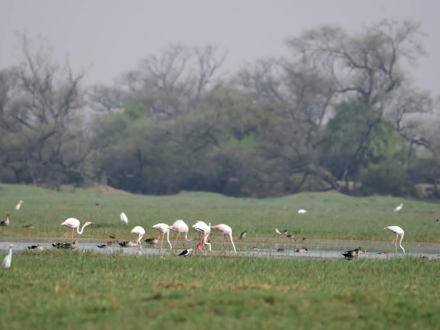 Flamingo in Ghana National Park