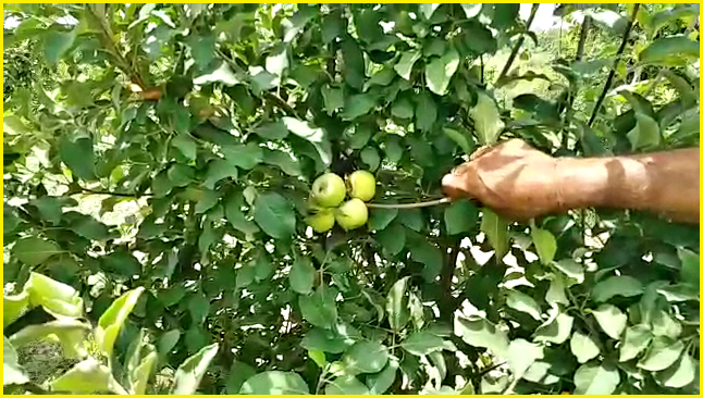 farmer naresh prepared apple crop