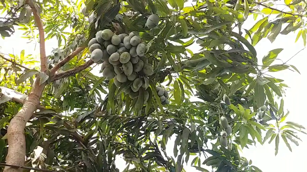 mangoes