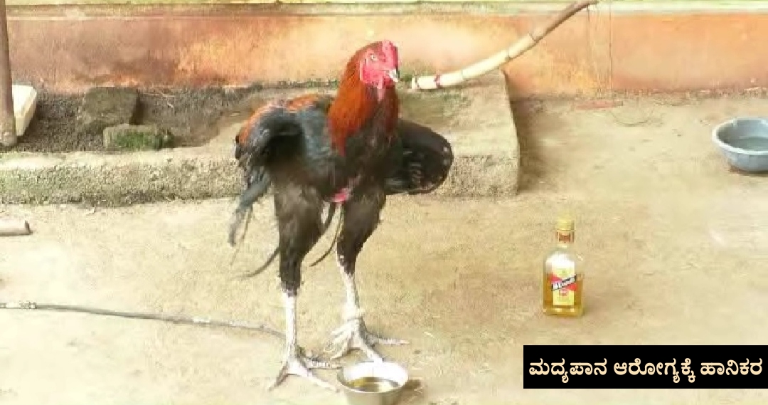 rooster drinking alcohol every day