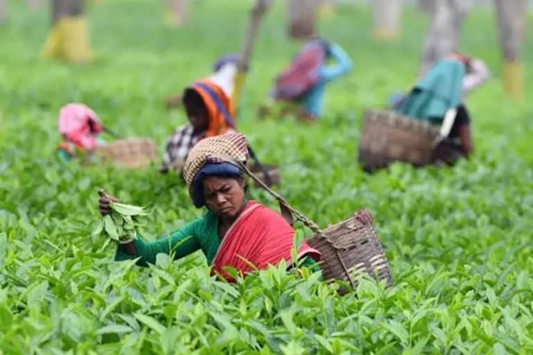 tea cultivation , representative photo