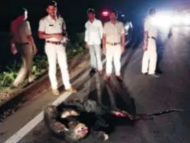 Bear died of accident in Gollarahalli cross highway