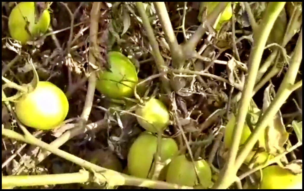 scorch disease in Tomato crop