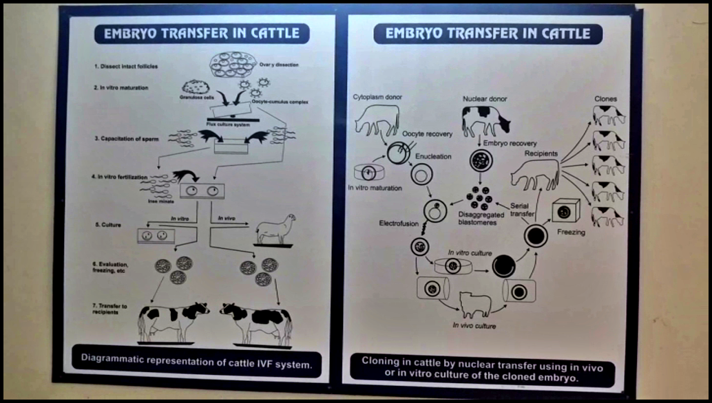 Canine Coronavirus Disease In Dogs In Hisar