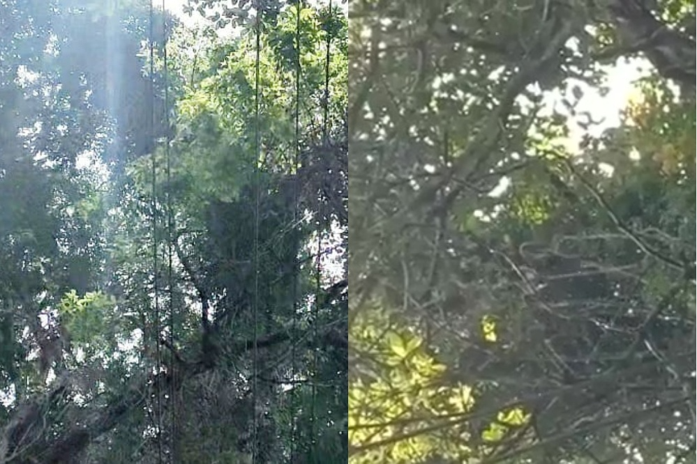 raining tree in Kodagu