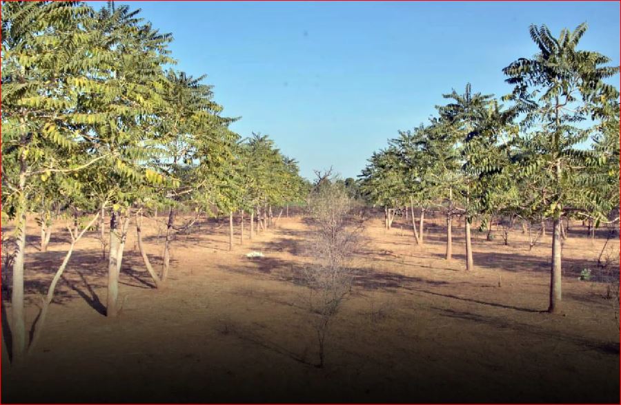 This farmer invented the technique of planting trees with 1 liter of water, planted thousands of trees