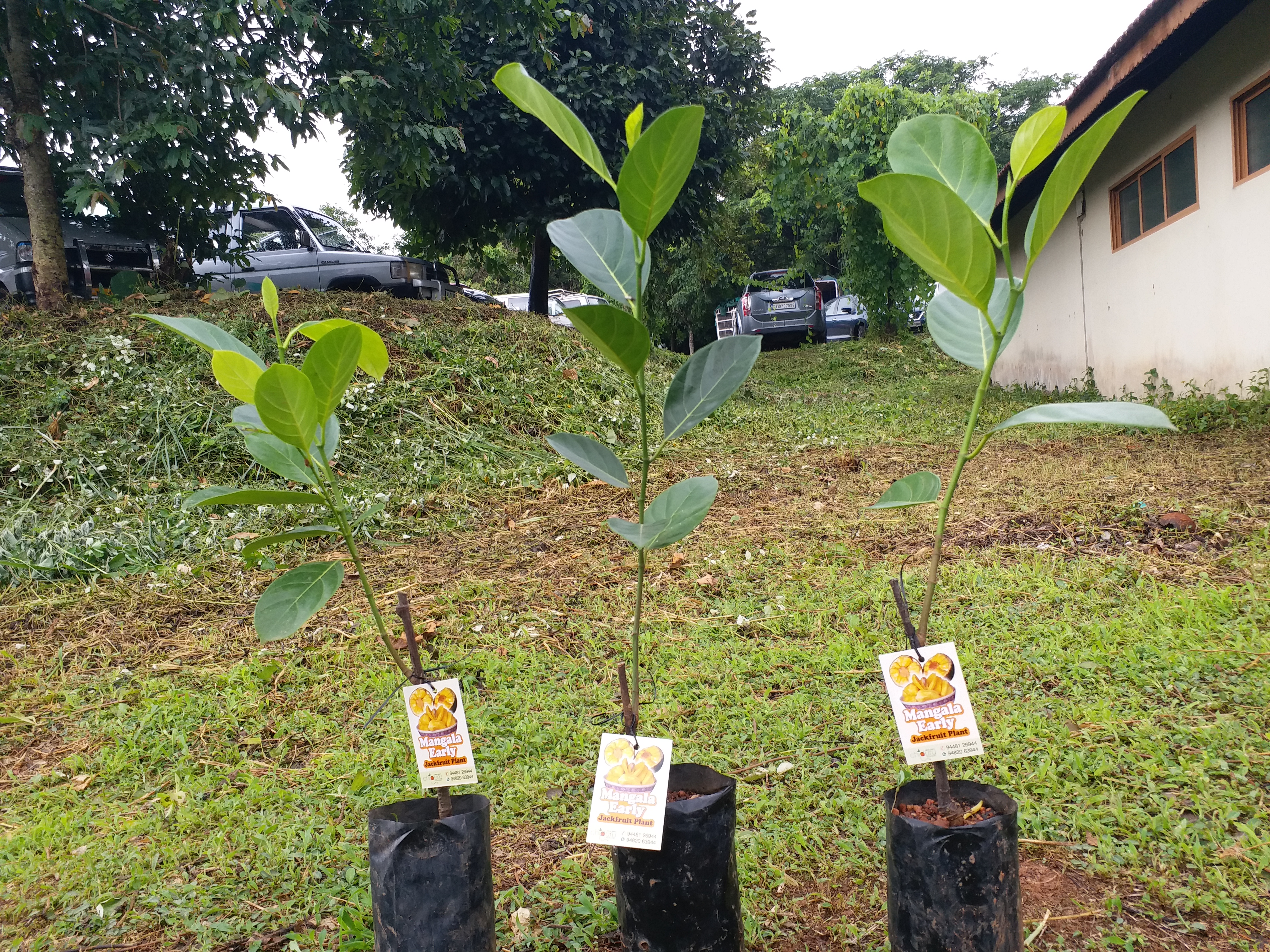 mangala-early-new-breed-of-jackfruit-which-gives-fruits-for-two-times-in-a-year