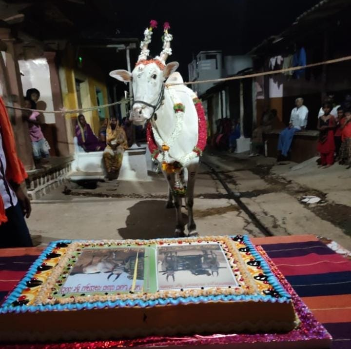 Ox Sri Nandi Birthday Celebration at Hubli