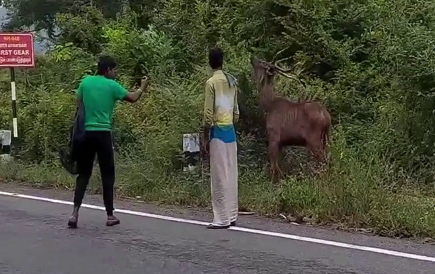 வாகன ஓட்டிகள் செல்பி மோகத்தால் நிம்மதியிழக்கும் வனவிலங்குகள்