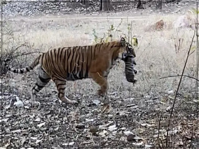 Tigress T 39 Noor with Cubs in Ranthambore