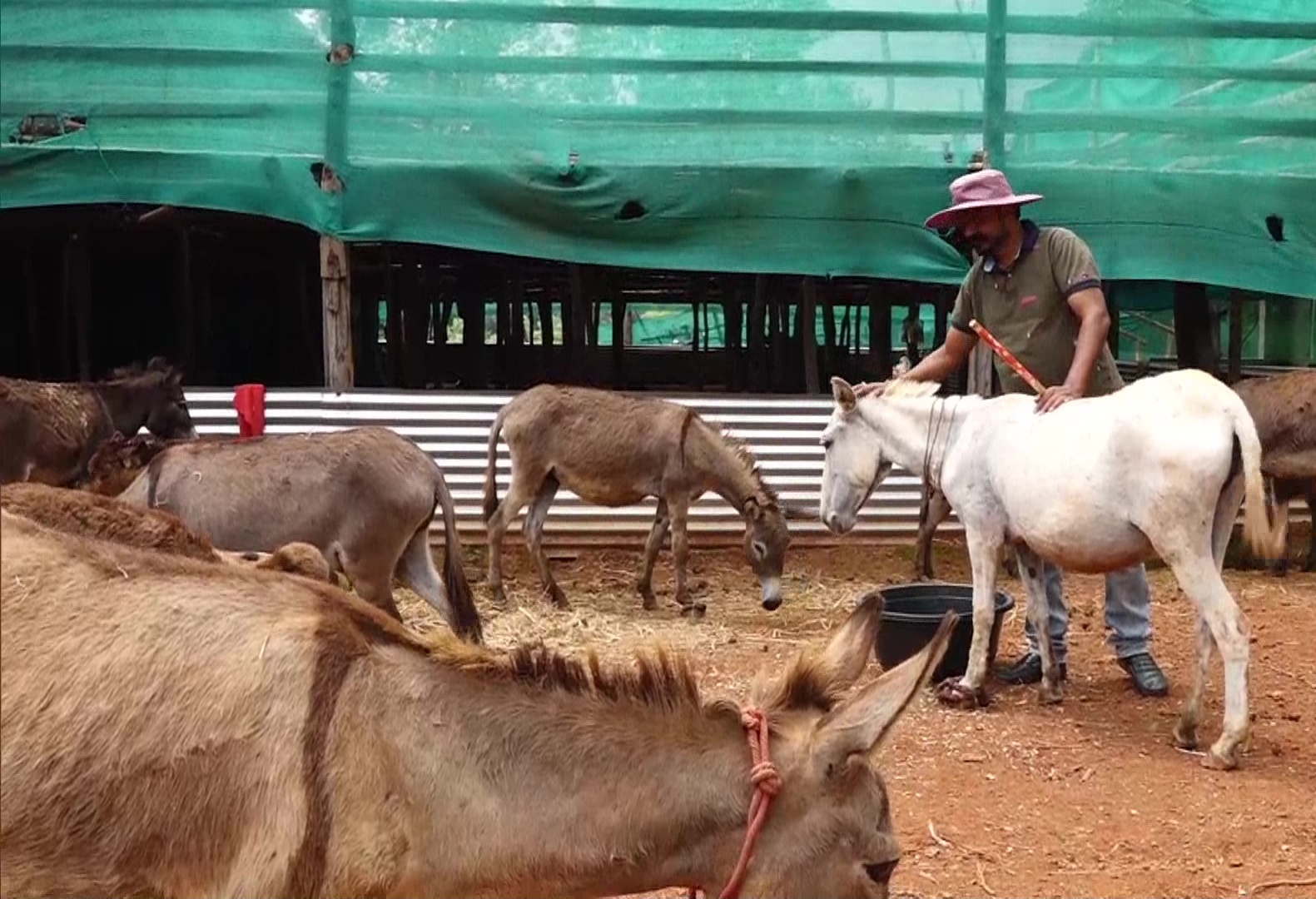 Donkey milk farm