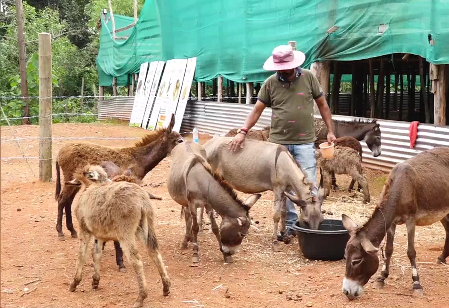 Donkey milk farm