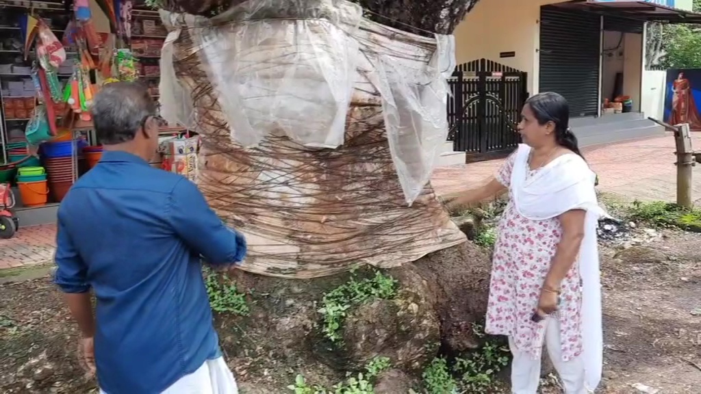 Ayurveda treatment to Kerala tree in order to get rid of mercury poisoning